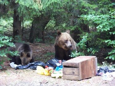 O ţară minunată, cu animale şi oameni sălbatici -VI-